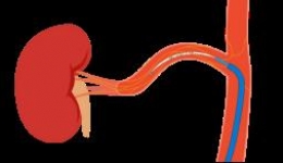 重塑血壓新未來(lái)：經(jīng)皮去腎交感神經(jīng)術(shù)（RDN） ——高血壓治療新選擇